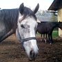 SK Po�onina