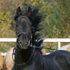 SK Black Horse